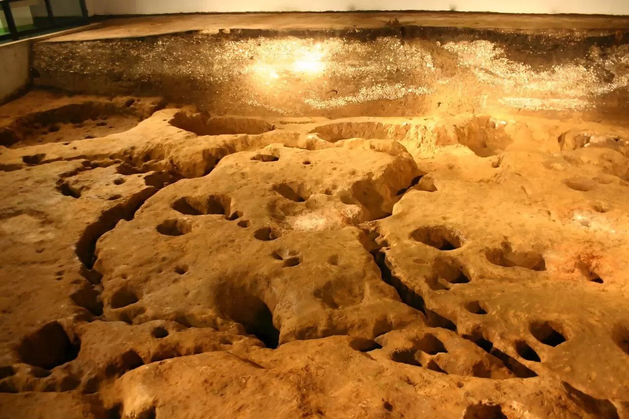 🏛️ 치바 시립 가소리 패총 박물관(지바 시리쓰 가소리 가이즈카 하쿠부쓰칸) 이미지 4